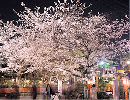 祇園 白川 祇園白川宵桜ライトアップ 祇園新橋花灯路 祇園商店街振興組合