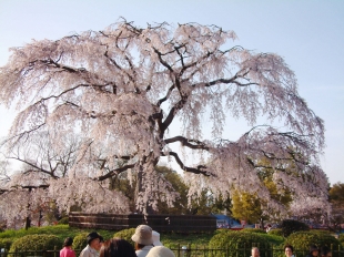 円山公園